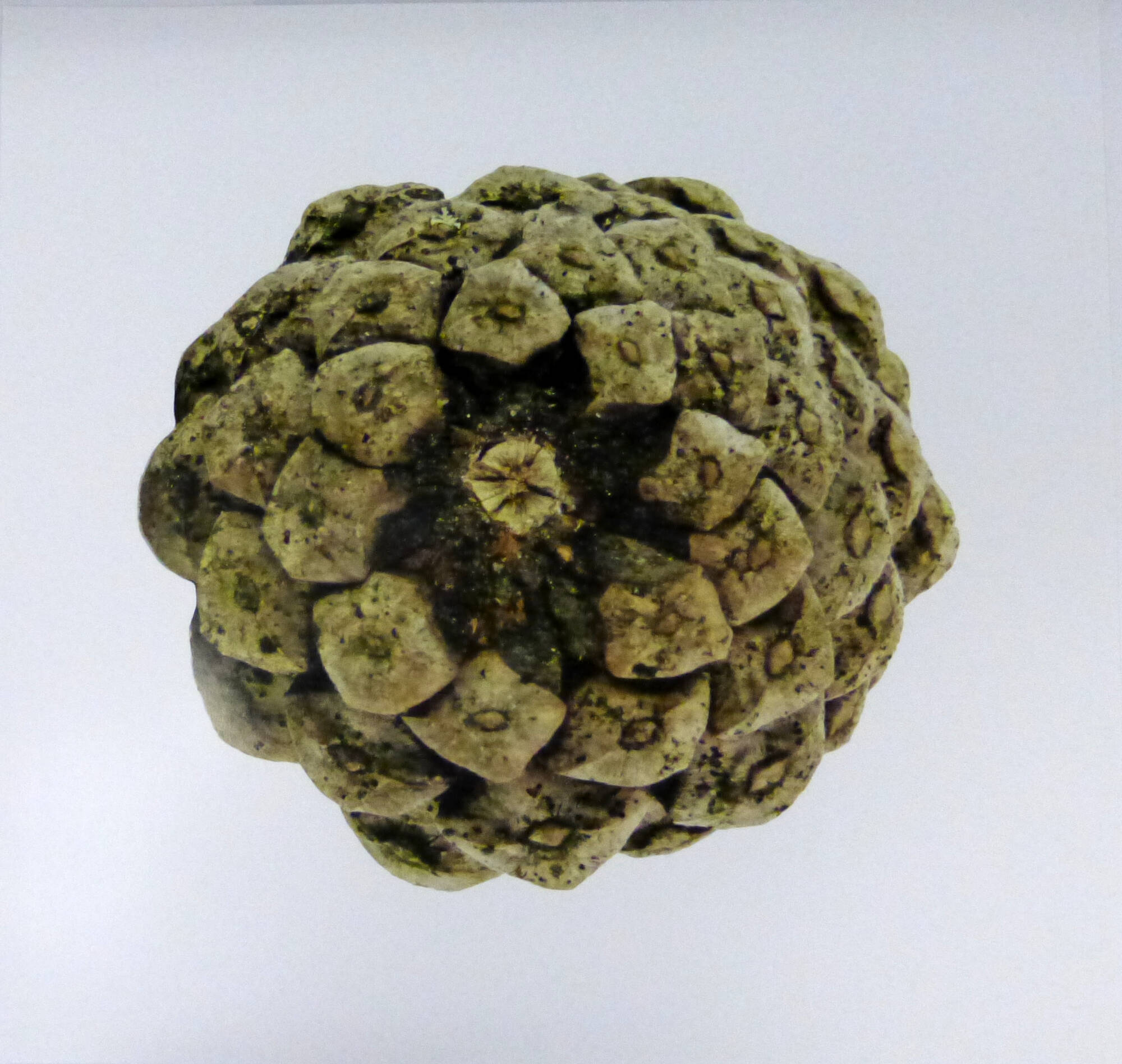Very closeup photograph of the bottom of a pinecone.